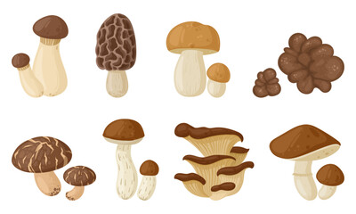 Cartoon edible and poisonous mushrooms, seasonal mushroom food. Autumn forest plants, morchella esculenta, white mushroom and boletus flat vector illustration on white background