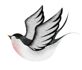 flying swallow birds. flying swallows isolated on white background.