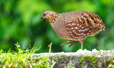 Hill partridge-female