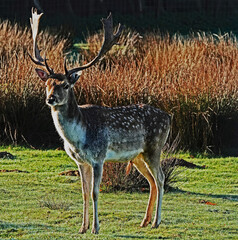 A fallow deer Looking in the direction of the camera. The buck has beautiful antlers