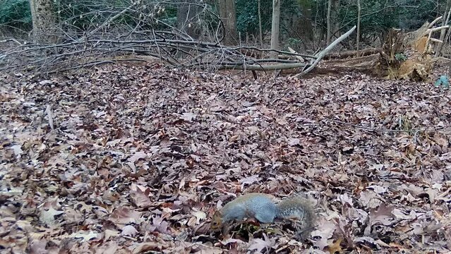 american greay squirrel on forest leaves