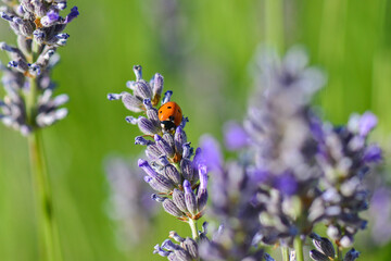 Lavender garden and ladybug
