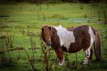 Shetland Pony in a pasture field