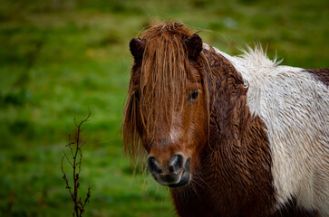 Shetland Pony in a pasture field