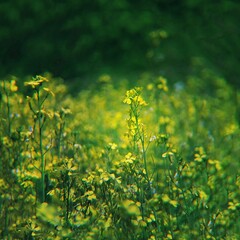 Obraz premium field of yellow flowers