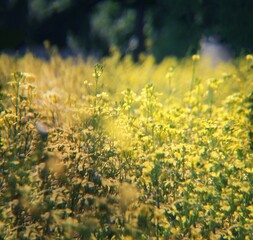 Obraz premium field of yellow flowers