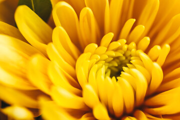 A yellow chrysanthemum flower.