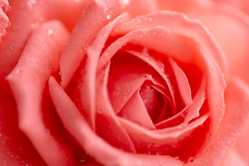 Pink rose flower with drops on the petals.