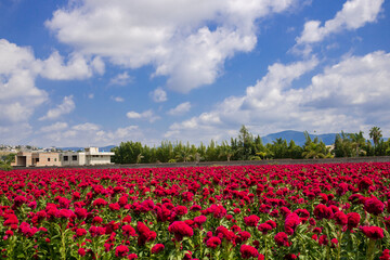 field of tulips