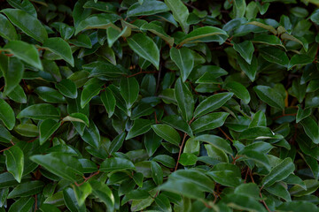 Abstract green leaves texture