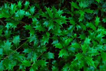Abstract green leaves texture