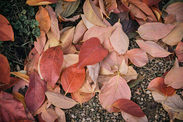 Persimmon leaves fallen in autumn 