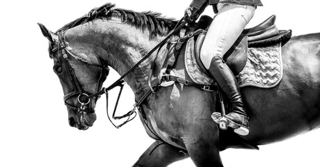 Horse black and white