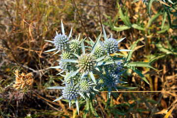 A thorny Flower on Pag Island, Croatia
