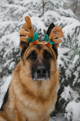 Concept pet celebrates holiday as people. German shepherd wears headband in shape of deer horns and sits in snowy forest in winter. Christmas greeting card. Portrait of dog with horns close up.