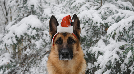 Concept pet celebrates holiday as people. German Shepherd dog wears red Santa Claus hat on head and sits in snowy forest in winter. Christmas greeting card. Close-up portrait. Horizontal web banner.