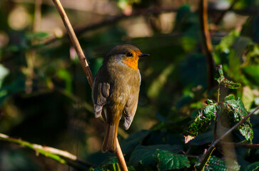 robin redbreast sitting in a bush beside River Lagan
