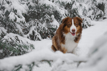 Charming dog on walk in park. Aussie red tricolor. Christmas card with pet. Brown Australian Shepherd sits in winter in snowy forest among young fir trees and smiles.