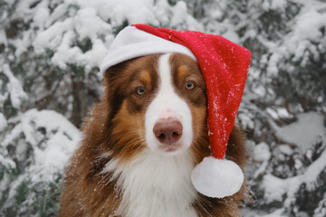Concept pet celebrates holiday as people. Australian Shepherd dog wears red Santa hat on head and sits in snowy forest in winter. Christmas greeting card. Portrait of Aussie red tricolor close up.