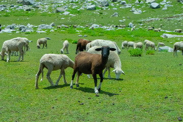 Fototapeta premium herd of sheep