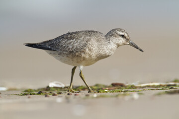 Shorebird - juvenile Calidris canutus, Red Knot on the Baltic Sea shore, migratory bird Poland Europe