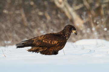 Majestic predator White-tailed eagle, Haliaeetus albicilla in Poland wild nature