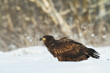 Majestic predator White-tailed eagle, Haliaeetus albicilla in Poland wild nature