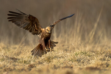 Flying Birds of prey Marsh harrier Circus aeruginosus, hunting time Poland Europe