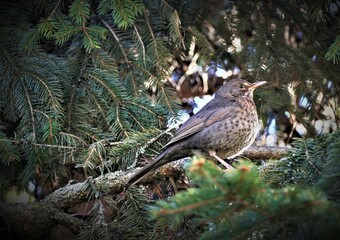 Cute little bird standing on the pine branch in the wood