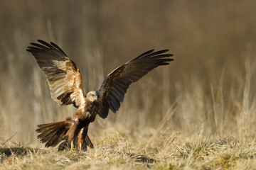 Flying Birds of prey Marsh harrier Circus aeruginosus, hunting time Poland Europe