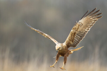 Fototapeta premium Flying Birds of prey Marsh harrier Circus aeruginosus, hunting time Poland Europe