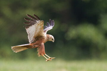 Flying Birds of prey Marsh harrier Circus aeruginosus, hunting time Poland Europe