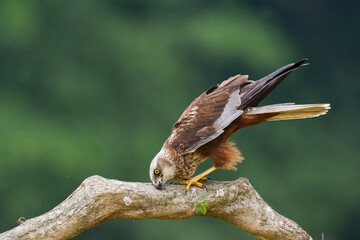 Flying Birds of prey Marsh harrier Circus aeruginosus, hunting time Poland Europe
