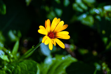 Obraz premium Calendula with yellow petals and a brown moist heart after rain.