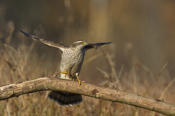 Birds of prey Sparrowhawk Accipiter nisus, hunting time bird sitting on the branch, Poland Europe