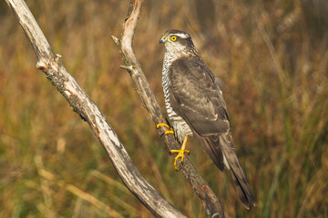 Birds of prey Sparrowhawk Accipiter nisus, hunting time bird sitting on the branch, Poland Europe