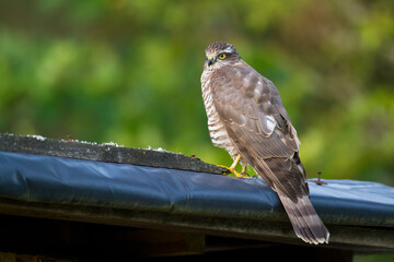 Birds of prey Sparrowhawk Accipiter nisus, hunting time bird sitting on the branch, Poland Europe
