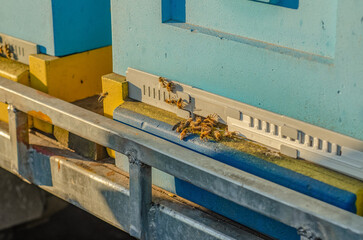 Beekeeping, beekeeper at work, bees in flight