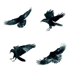 Birds flying ravens isolated on white background Corvus corax. Halloween - mix four birds, silhouette of a large black bird in flight cut out on a white background for use in graphic arts