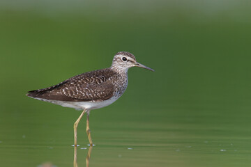 Shorebirds - Wood Sandpiper Tringa glareola, wildlife Poland Europe