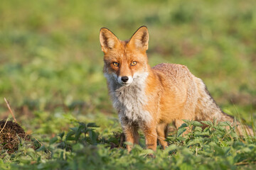 Obraz na płótnie Canvas Fox Vulpes vulpes in autumn scenery, Poland Europe, animal walking among autumn meadow in amazing warm light