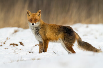 Fox Vulpes vulpes in autumn scenery, Poland Europe, animal walking among autumn meadow in amazing warm light