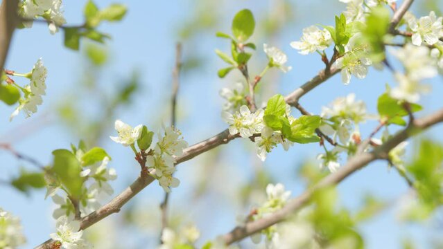 Beautiful white blooming cherry tree. Garden of blooming cherry trees with white flowers in spring. Slow motion.