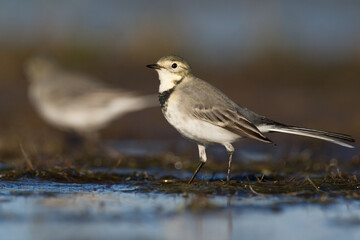 Bird white wagtail Motacilla alba small bird with long tail on light brown background, Poland Europe	
