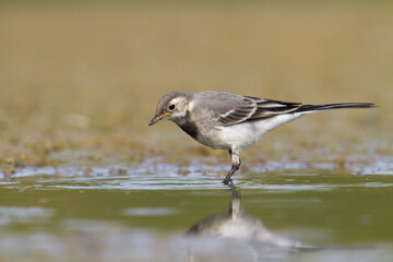 Bird white wagtail Motacilla alba small bird with long tail on light brown background, Poland Europe	
