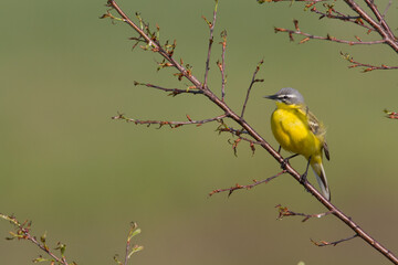 Small bird Yellow Wagtail sitting on tree male Motacilla flava