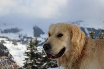 Golden retriever in the  mountains. Dog in snowy environment. Winter hikes with pet concept. Winter dog background wallpaper with copy space