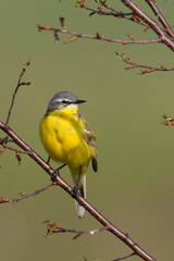 Small bird Yellow Wagtail sitting on tree male Motacilla flava