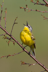 Small bird Yellow Wagtail sitting on tree male Motacilla flava