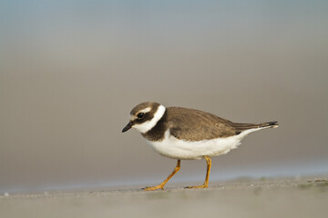 Bird Charadrius dubius, Little Ringed Plover on blurred background